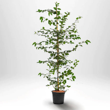 Köp Avenbok, Carpinus betulus 150-175 cm, Co 5 » Kvalitet A Remco Avenbok