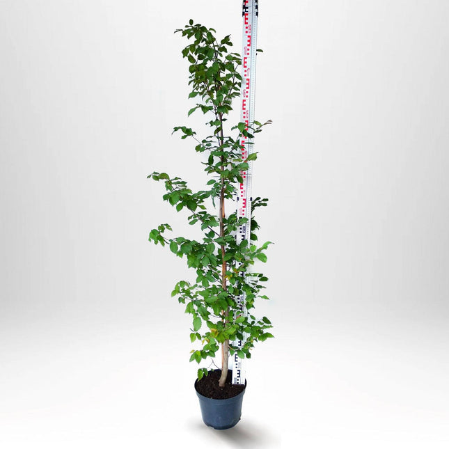 Köp Avenbok, Carpinus betulus 175-200 cm, Co 5 » Kvalitet LQ Remco Avenbok