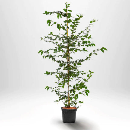 Köp Avenbok Carpinus betulus krukodlad 200-225 cm Co 10 - Kvalitet Landscape Q Debski Avenbok
