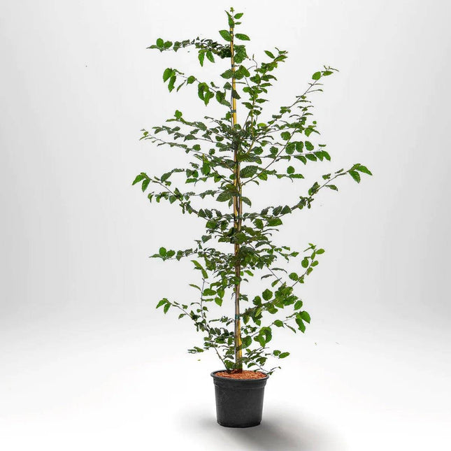 Köp Avenbok Carpinus betulus krukodlad 200-225 cm Co 10 - Kvalitet Landscape Q Debski Avenbok