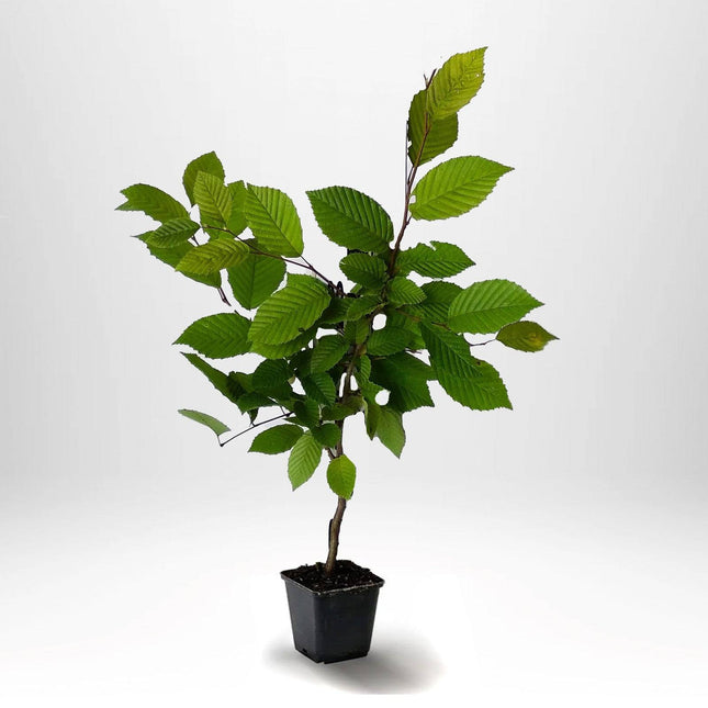 Köp Avenbokshäck – Carpinus betulus - 30 cm - Kvalitet LQ - Co 2 Remco Avenbok
