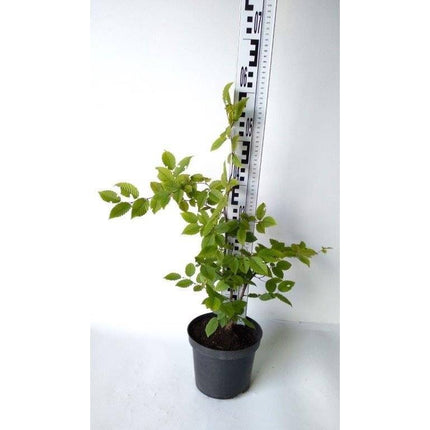 Köp Avenbokshäck – Carpinus betulus - 60-80 cm - Kvalitet LQ - Co 2,5 Remco Avenbok