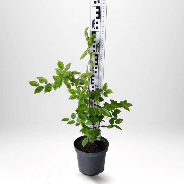 Köp Avenbokshäck – Carpinus betulus - 50 cm - Kvalitet A - P11 Remco Avenbok
