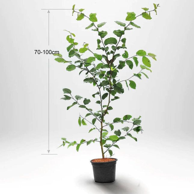 Köp Avenbok, Carpinus betulus 70-100 cm, Co 3 » A Remco Avenbok