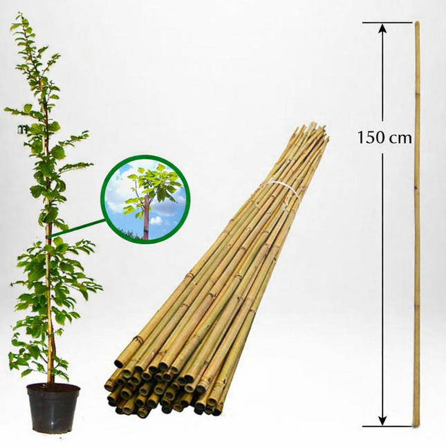 Köp Bambupinne för Stöd 153 cm 10/14 mm - Storpack 100 st - Fraktfri Agro de Aren B.V Bambupinne
