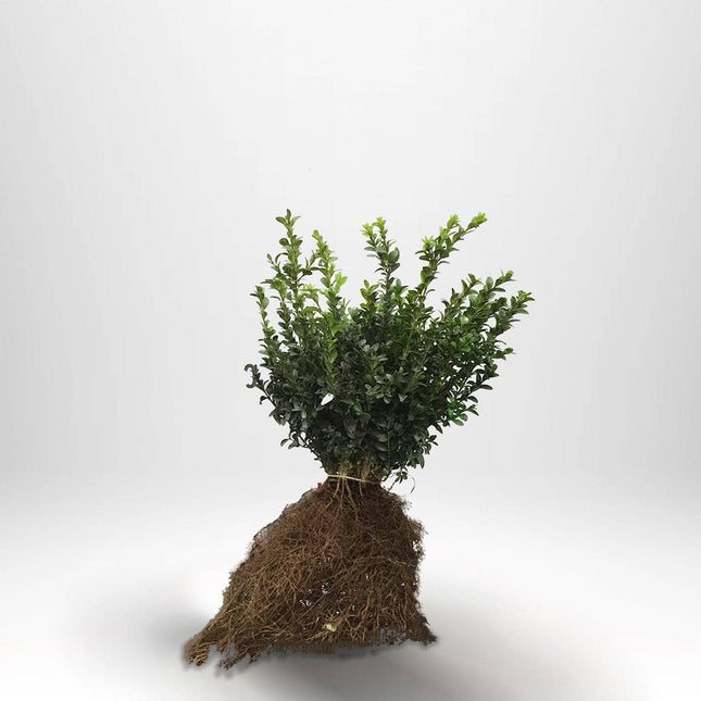 Köp Buxbom, Sempervirens, BR - 25 pack Remco Buxbom