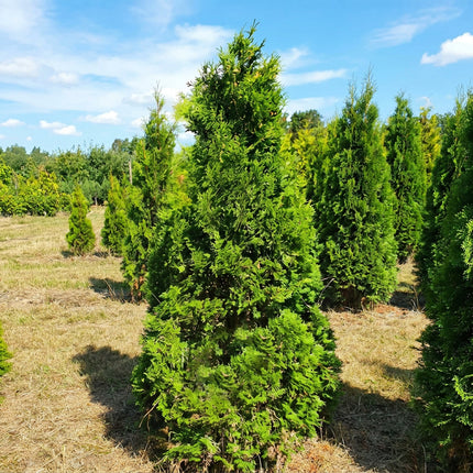 Köp Thuja Columna 180-200 cm 2:a klass - Svenskodlad Svedberga Plantskola AB Häckväxter