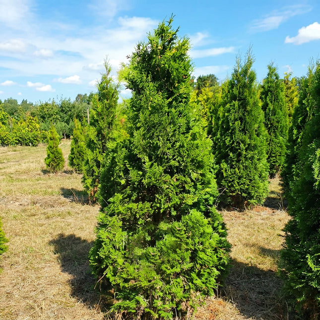 Köp Thuja Columna 180-200 cm 2:a klass - Svenskodlad Svedberga Plantskola AB Häckväxter