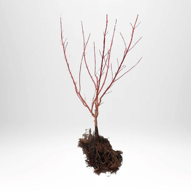 Köp Cornus alba 'Gouchaultii' - Barrot - 25 pack 60-100 cm (0+2) 3 Remco Kornell