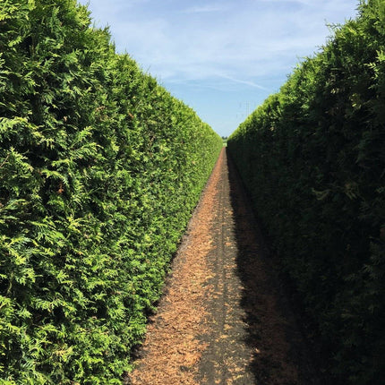 Köp Färdig häck Thuja Occ Brabant 200 cm » LQ Remco Thuja Brabant