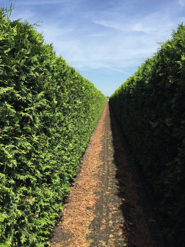 Köp Färdig häck Thuja Occ Brabant 200 cm » LQ Remco Thuja Brabant