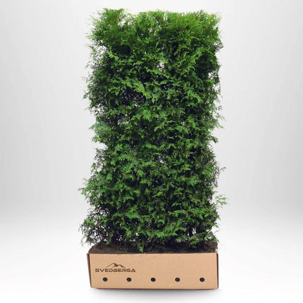 Köp Färdig häck Thuja Occ Brabant 200 cm » LQ 200 cm Remco Thuja Brabant