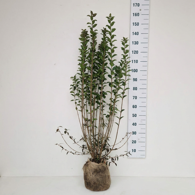 Småbladig Liguster Atrovirens 80-100 cm - RB - Kvalitet Landscape Quality