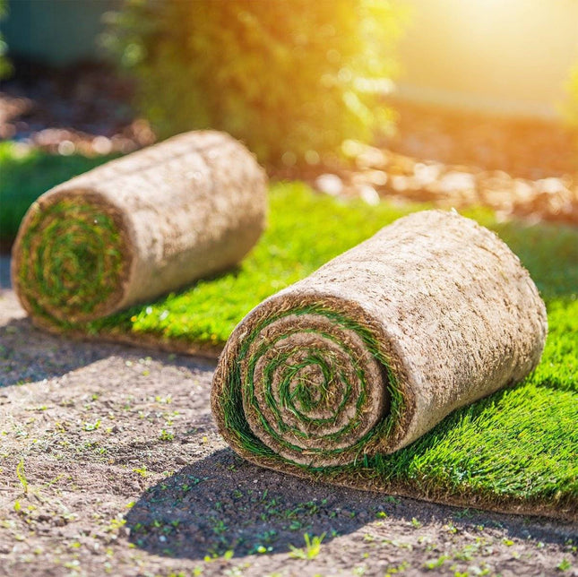 Köp Gräsmatta - Rullgräs - Fraktfritt! 70m2/Pall - Välj antal m2 50 till 280m2 Svedberga Vadstena gräsmatta