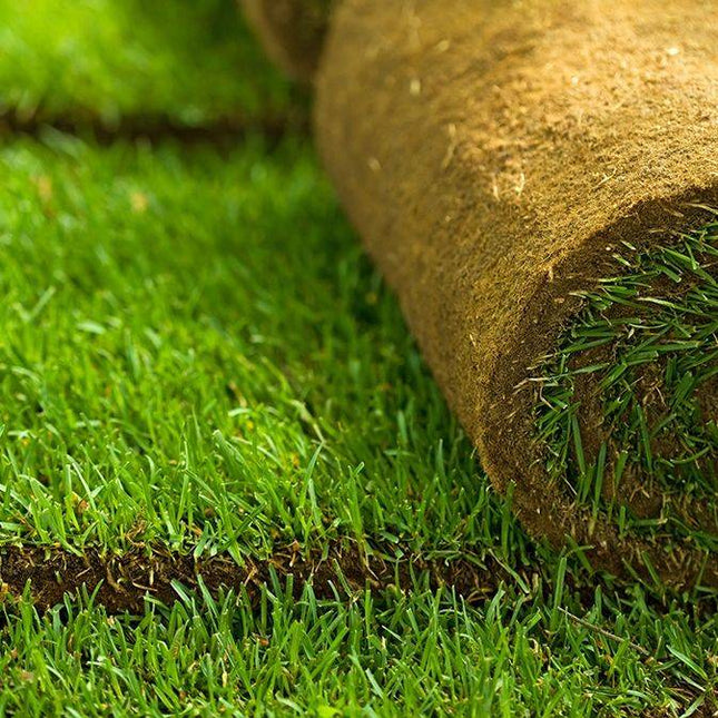 Köp Gräsmatta - Rullgräs - Fraktfritt! 70m2/Pall - Välj antal m2 50 till 280m2 Svedberga Vadstena gräsmatta