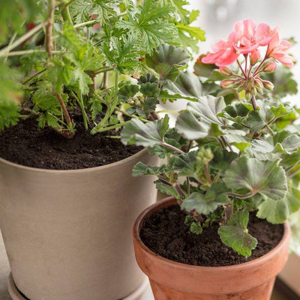 Köp Hasselfors planteringsjord, 40 liter, KOMPOSTBERIKAD 54st, Helpall - Fraktfritt Hasselfors Garden jord