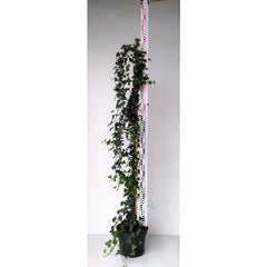 Köp Hedera Helix- Murgröna 100-130 cm, krukodlad Co 5 Debski