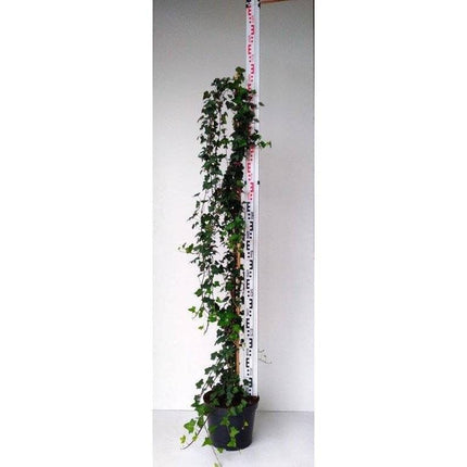 Köp Hedera Helix- Murgröna 130-160 cm, krukodlad Co 10 Debski
