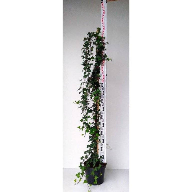 Köp Hedera Helix- Murgröna 130-160 cm, krukodlad Co 10 Debski