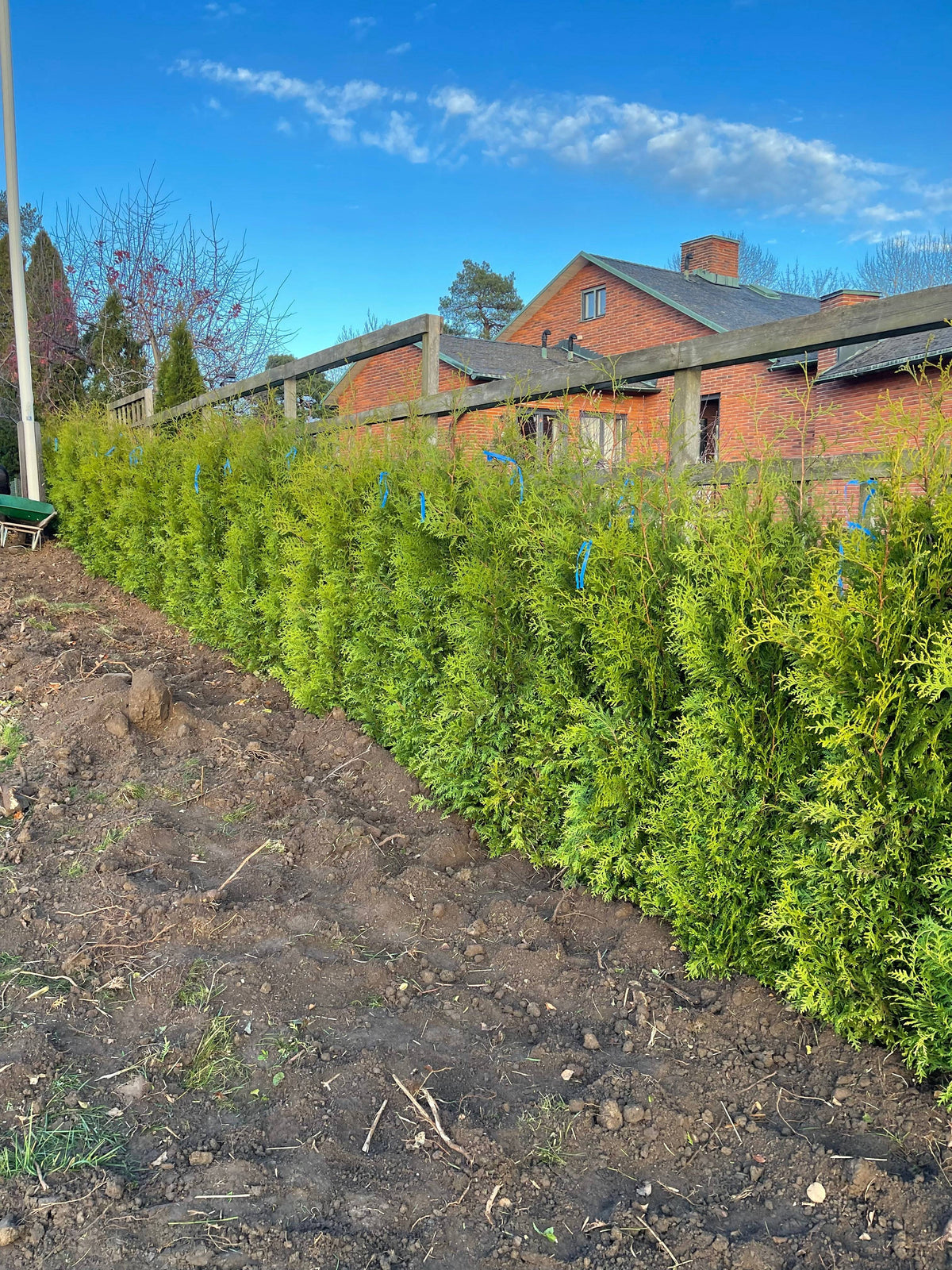 Thuja Brabant 160-180cm
