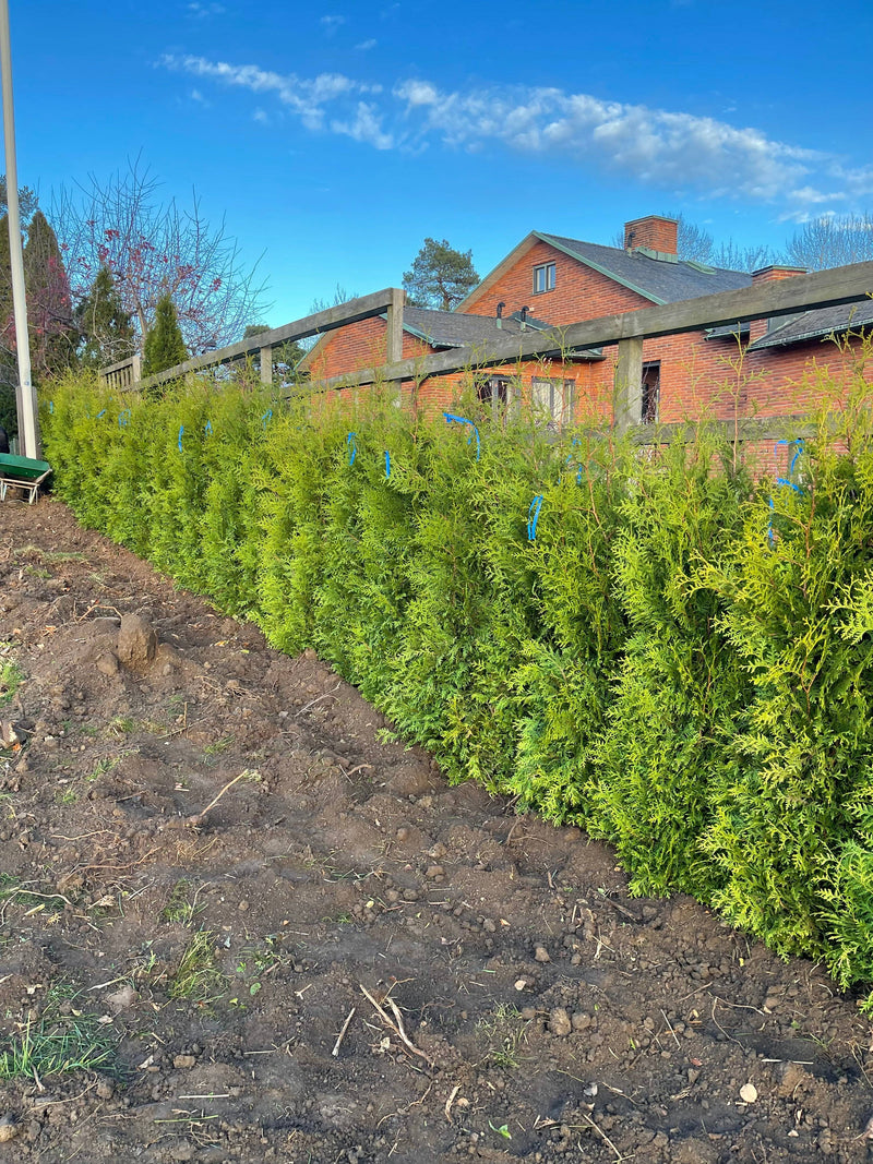 Thuja Brabant 160-180cm