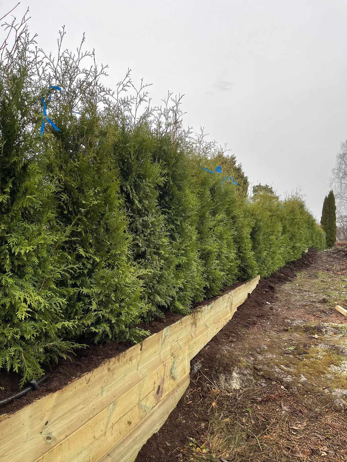 Thuja Brabant 160-180cm
