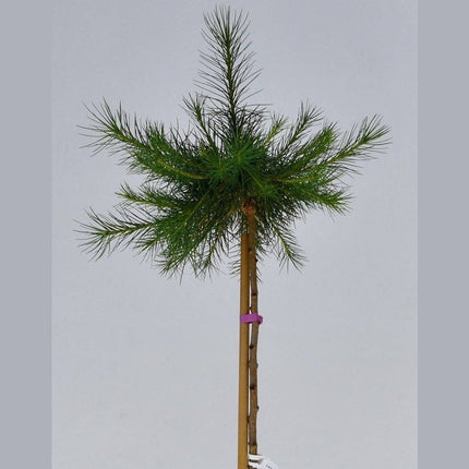 Köp Larix decidua Kornik - Klotlärk C5 - krukodlad Debski