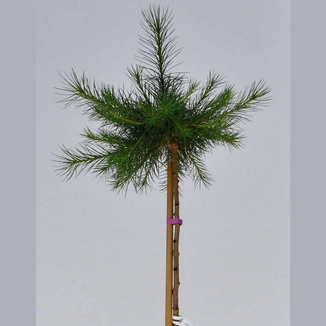Köp Larix decidua Kornik - Klotlärk C5 - krukodlad Debski