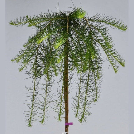Köp Larix decidua Pendula - japansk lärk - Stiff Weeper - krukodlad C5 Debski