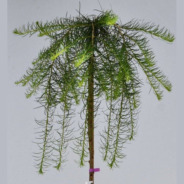 Köp Larix decidua Pendula - japansk lärk - Stiff Weeper - krukodlad C5 Debski