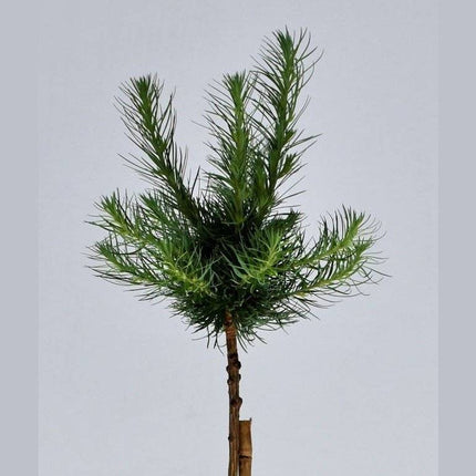 Köp Larix kaempferi Blue Dwarf - Japansk lärk - krukodlad C5 Debski