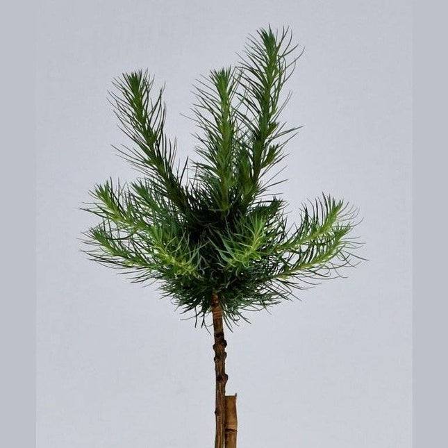 Köp Larix kaempferi Blue Dwarf - Japansk lärk - krukodlad C5 Debski