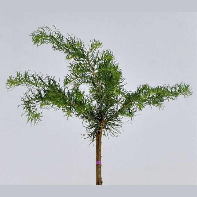 Köp Larix kaempferi Diana - Japansk lärk - krukodlad C5 Debski