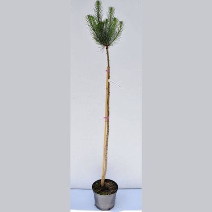 Köp Larix kaempferi Jacobsen - Hybridlärk - krukodlad C5 Debski