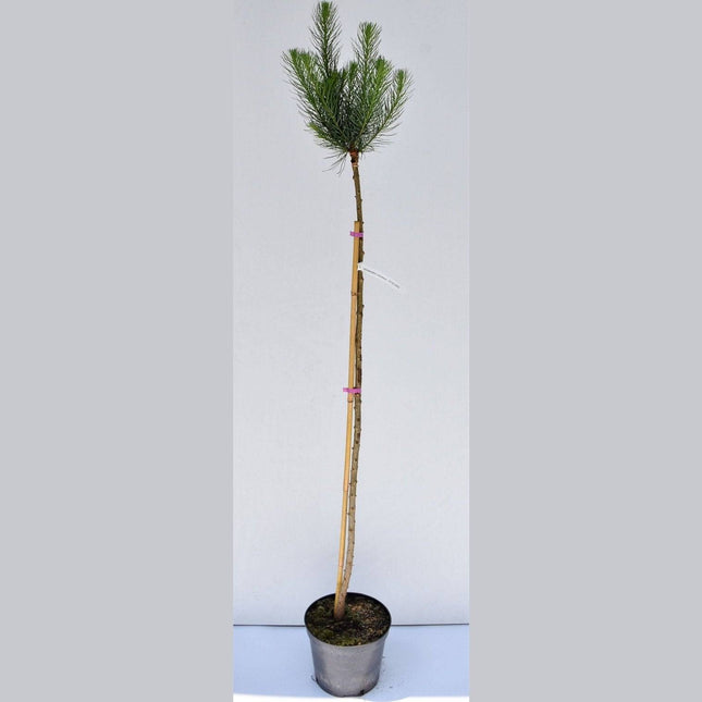 Köp Larix kaempferi Jacobsen - Hybridlärk - krukodlad C5 Debski