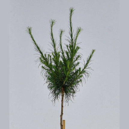 Köp Larix lariciana Hartwing Pine - krukodlad C5 Debski