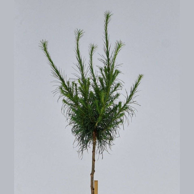 Köp Larix lariciana Hartwing Pine - krukodlad C5 Debski