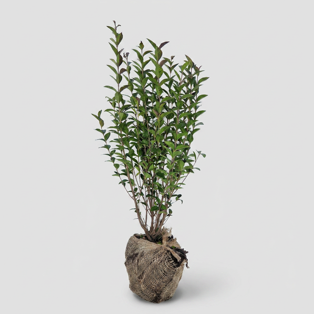 Bredbladig Liguster Ovalifolium 80-100 cm - RB - Kvalitet Landscape Quality