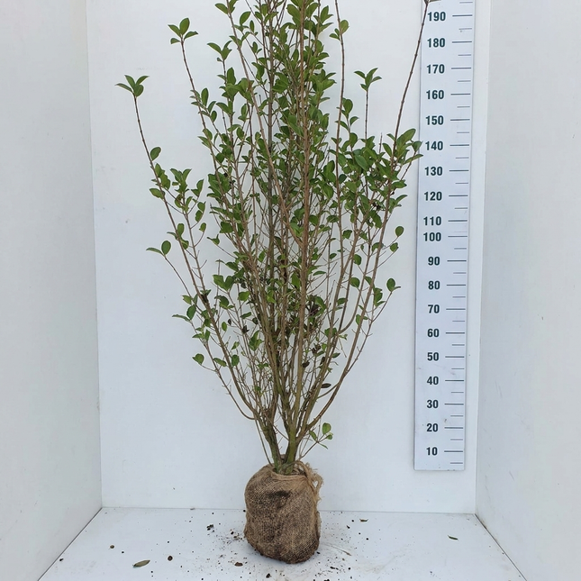Bredbladig Liguster Ovalifolium 175-200 cm - RB - Kvalitet Landscape Quality
