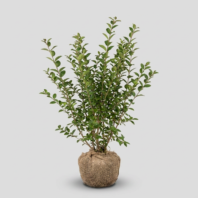 Ligusterhäck – Ligustrum vulgare 125-150 cm - RB - Kvalitet Landscape Quality