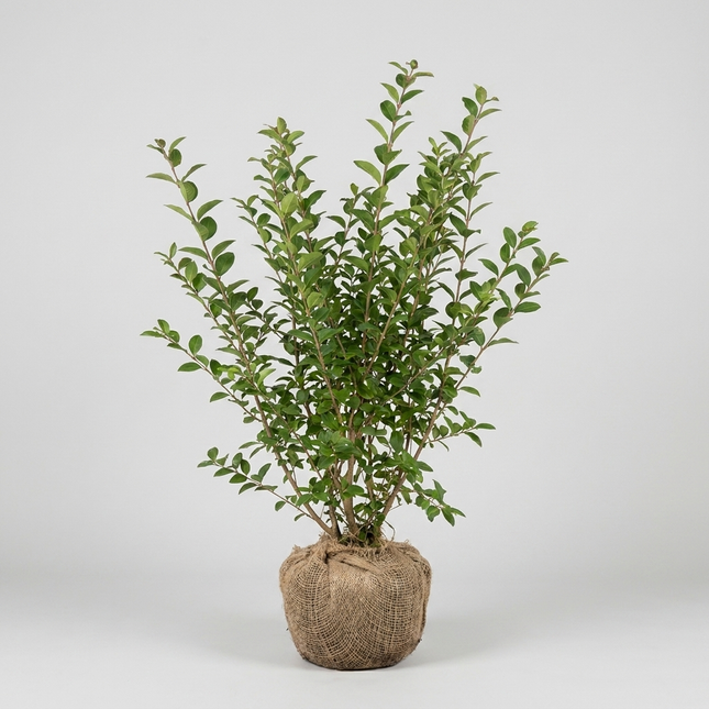 Bredbladig Liguster Ovalifolium 100-125 cm - RB - Kvalitet Landscape Quality