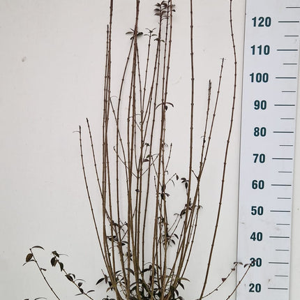 Köp Småbladig Liguster Atrovirens 125-150 cm - RB - Kvalitet Landscape Quality Remco