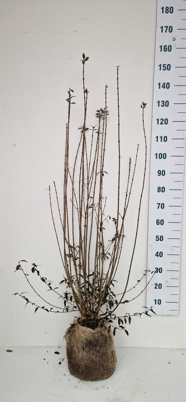 Köp Småbladig Liguster Atrovirens 125-150 cm - RB - Kvalitet Landscape Quality Remco