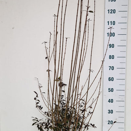 Köp Småbladig Liguster Atrovirens 150-175 cm - RB - Kvalitet Landscape Quality Remco