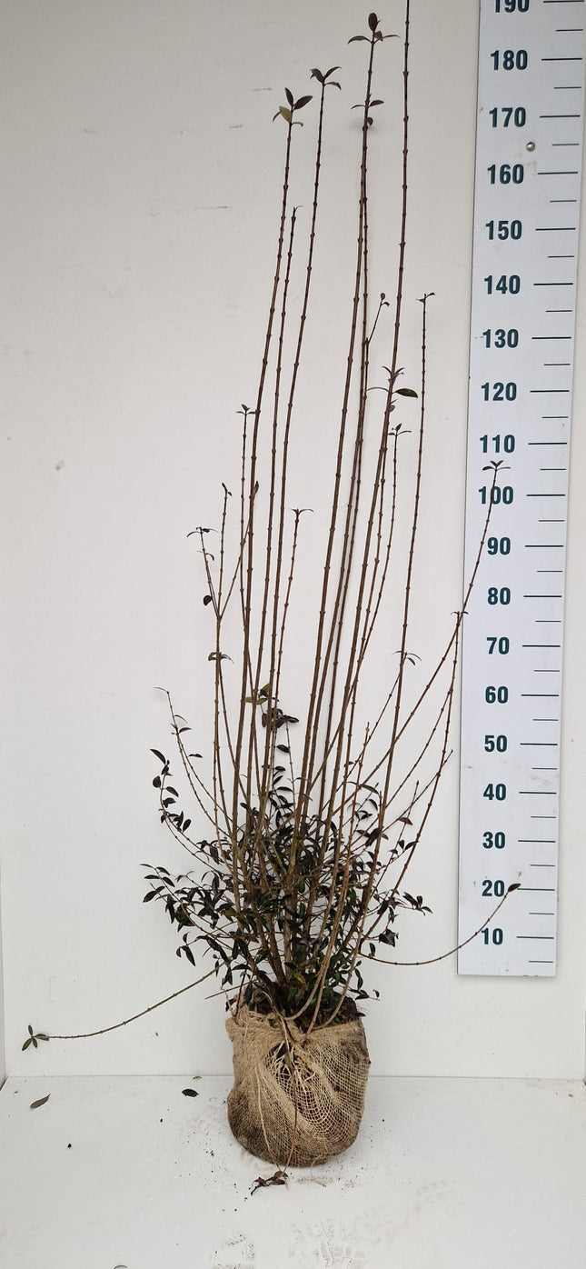 Köp Småbladig Liguster Atrovirens 150-175 cm - RB - Kvalitet Landscape Quality Remco
