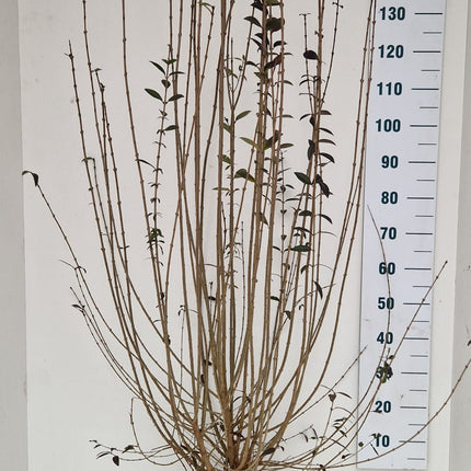 Köp Småbladig Liguster Atrovirens 175-200 cm - RB - Kvalitet Landscape Quality Remco