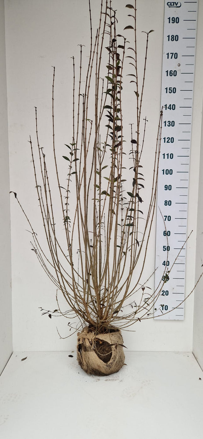 Köp Småbladig Liguster Atrovirens 175-200 cm - RB - Kvalitet Landscape Quality Remco