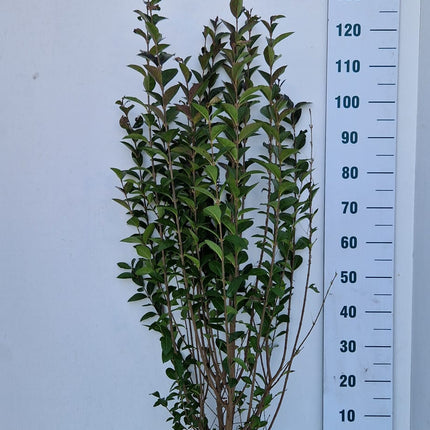 Köp Bredbladig Liguster Ovalifolium 100-125 cm - RB - Kvalitet Landscape Quality Remco