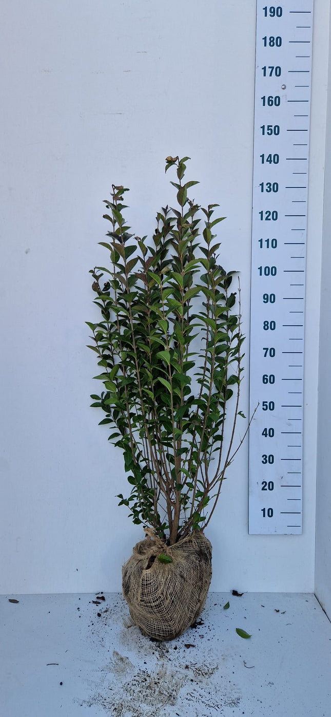 Köp Bredbladig Liguster Ovalifolium 100-125 cm - RB - Kvalitet Landscape Quality Remco