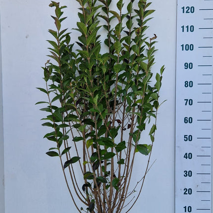 Köp Bredbladig Liguster Ovalifolium 125-150 cm - RB - Kvalitet Landscape Quality Remco